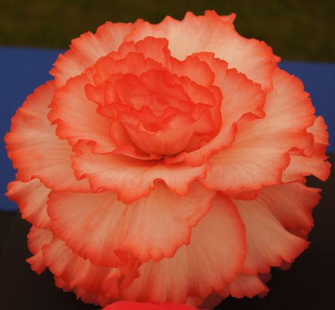 B. ‘Evelyn Dunn’